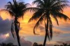Key West Two Palm Sunrise