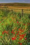 Tuscan Vertical Poppies and Fence