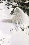 Blue Shadows - Arctic Fox