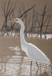 Great Egret