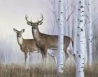 Deer In Birch Woods