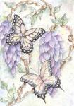 Butterflies and Vine