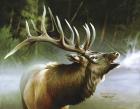 Elk In Mist