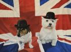 2 Dogs on a Union Jack Flag