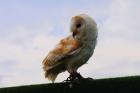 Barn Owl 2