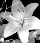 White Lily II