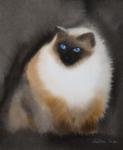 Birman Cat