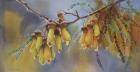 Kowhai Tree Blossoms II