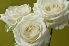 Cream Roses