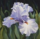 White Iris