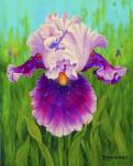 Dewdrop Iris