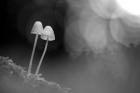 Mushroom Tiny