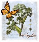 Angelica Herb