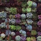 A Gathering Of Succulents 1