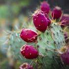 Prickly Pear Cactus