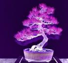 Purple Flame Bonsai