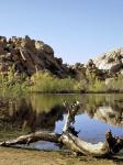 Joshua Tree Lake with Log