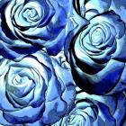 Blue Roses Square