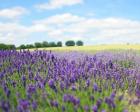 English Lavender Field 1