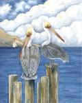 Pelicans Paradise