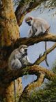 Vervet Pair