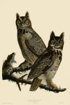 Great Horned Owl