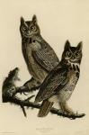 Great Horned Owl