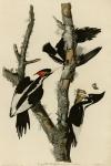 Ivory Billed Woodpecker