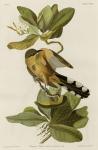 Mangrove Cuckoo