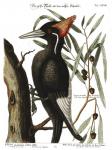 Ivory Billed Woodpecker