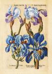 Matthaeus Merian Bearded Iris-Early16s