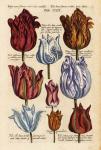 Matthaeus Merian Tulips-Early16s