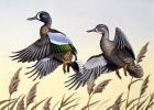 1981 Blue-Winged Teal