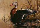 1988 Black Bellied Whistling Duck
