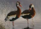 1989 Black Bellied Whistling Duck