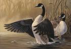 1994 Canada Geese