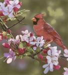 Cardinal with Apple Blossoms