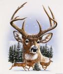 Whitetail Deer Montage/ Winter
