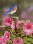 Bluebird With Hibiscus