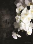 Contemporary White Orchids