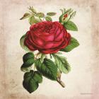 Vintage Red Rose