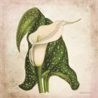 Vintage Calla Lily