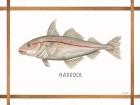 Haddock on White