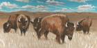 Bison Herd I