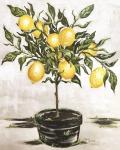 Lemon Tree