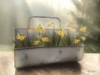 Daffodil Tin
