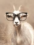 See Clearly Goat