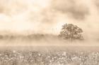 Foggy Wildflower Field