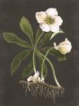 Hellebore