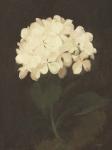 Vintage White Hydrangea